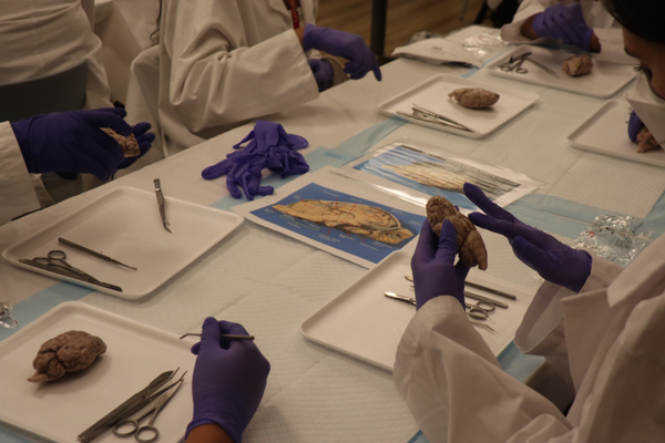 DISSECTION FIX