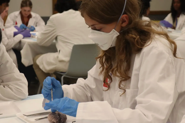 Neuro S3 Annie Voskamp Brain Dissection